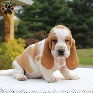 Daisy, Basset Hound Puppy